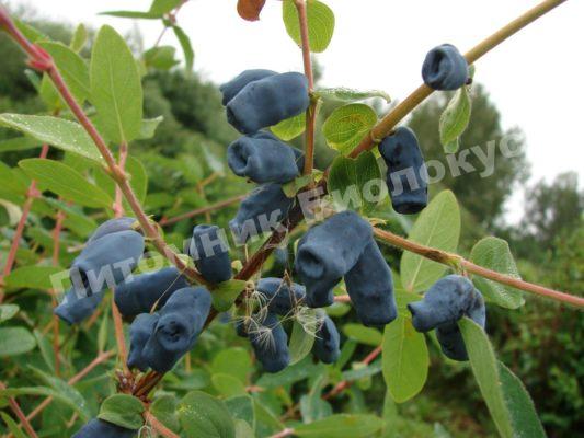 Жимолость Золушка