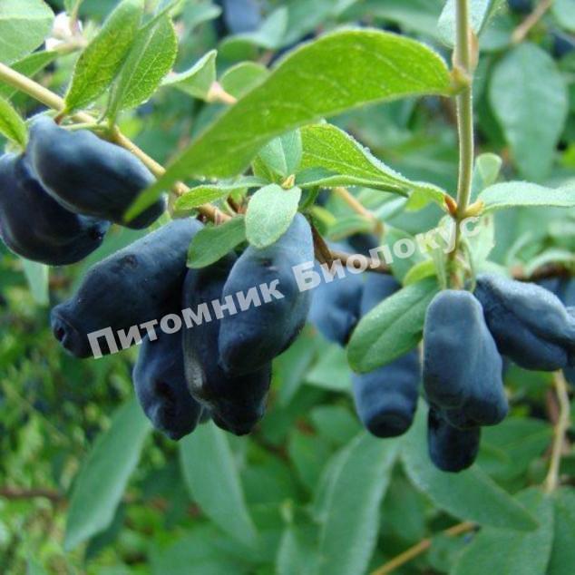 Жимолость Изюминка